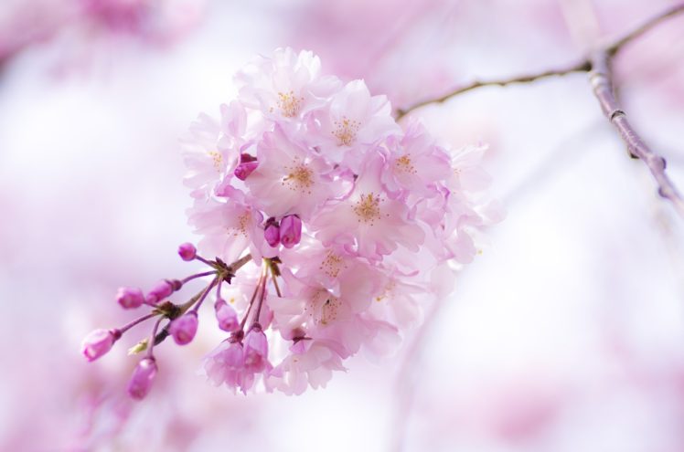 cherry, Branch, Flowers, Pink, Spring, Bloom, Close up, Blossoms HD Wallpaper Desktop Background
