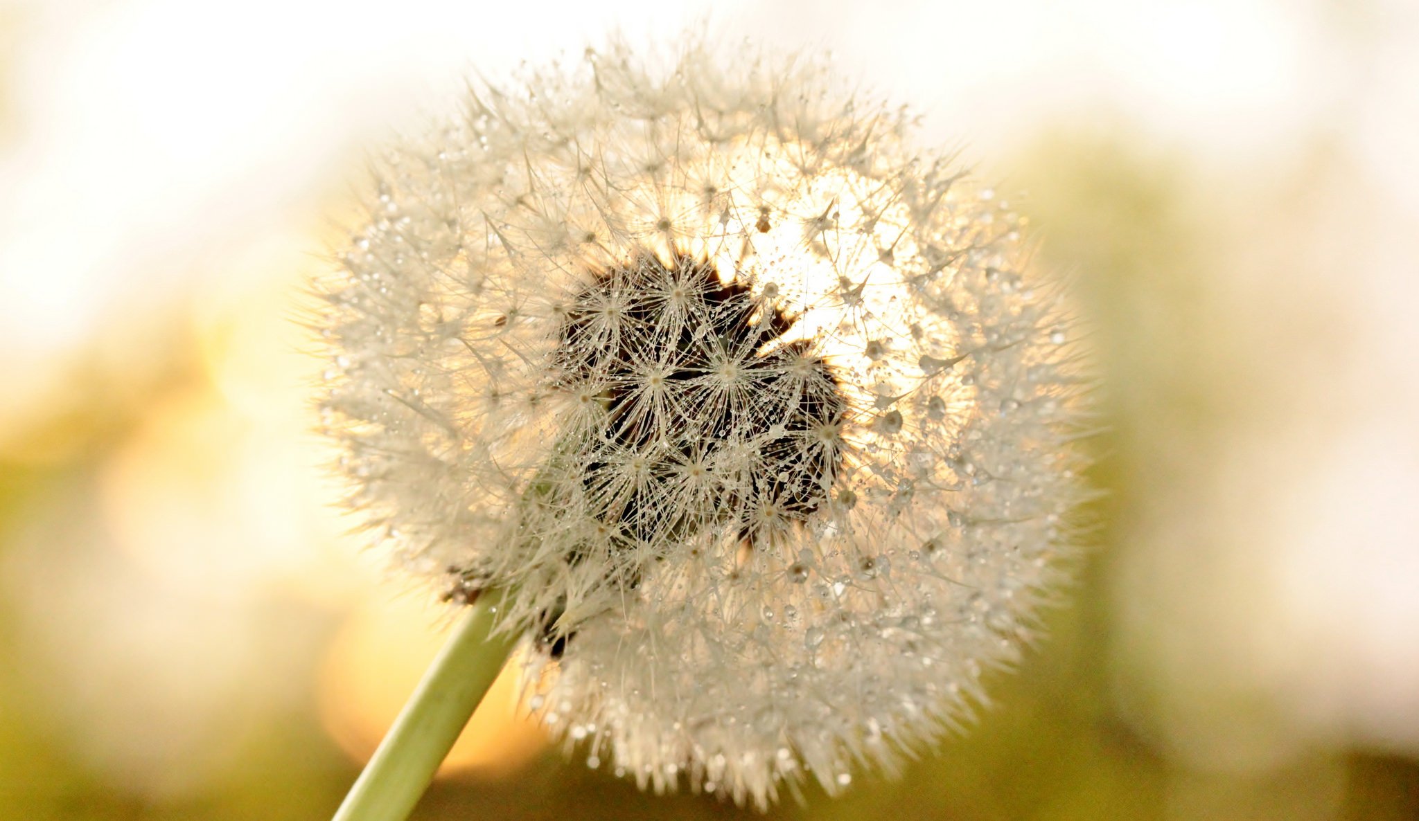 flower, Dandelion, Macro, Dew, Drops Wallpaper