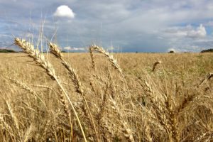 field, Rye, Ear, Wheat, Grass