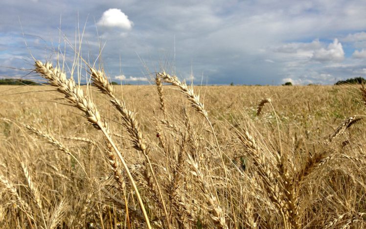 field, Rye, Ear, Wheat, Grass HD Wallpaper Desktop Background
