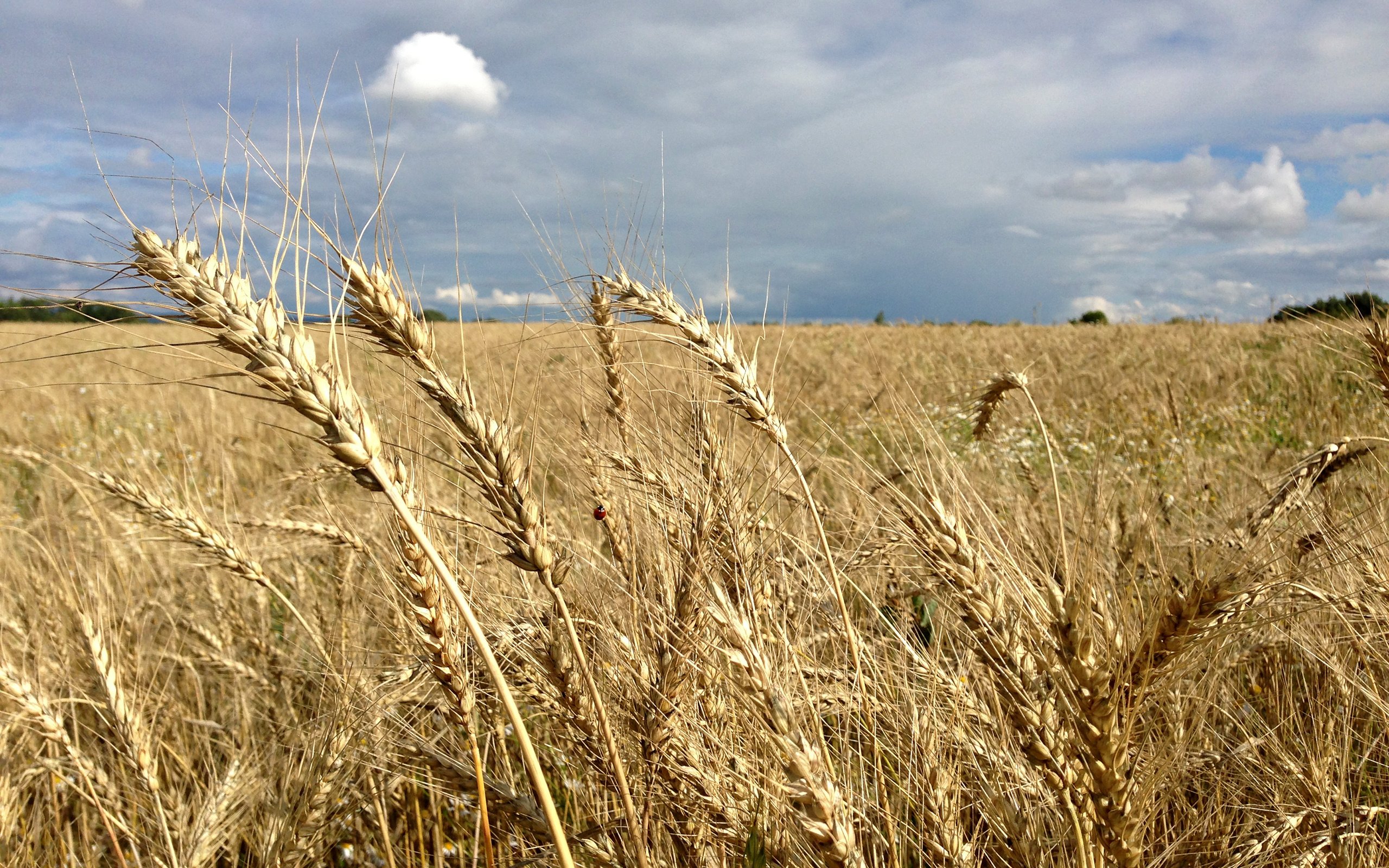 field, Rye, Ear, Wheat, Grass Wallpaper