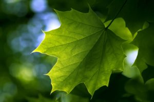 leaf, Maple, Summer, Green