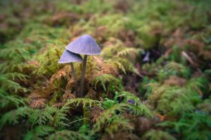 mushroom, Moss, Macro, Forest