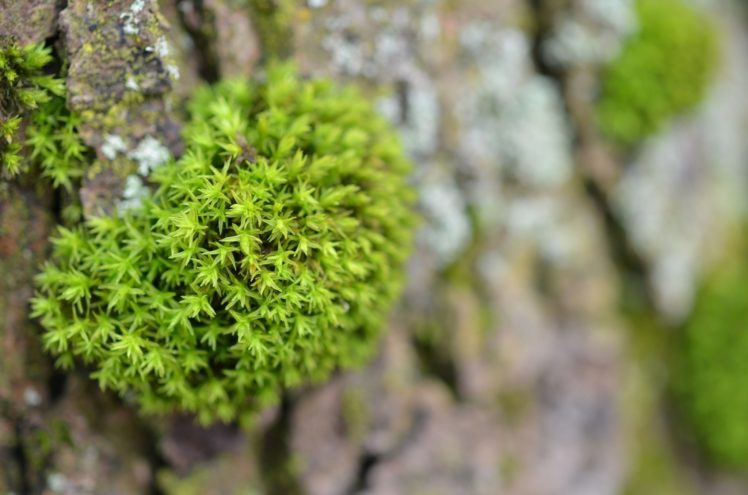 moss, Bark, Green, Macro HD Wallpaper Desktop Background