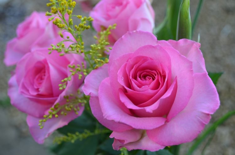 rose, Pink, Petals, Drops, Macro HD Wallpaper Desktop Background