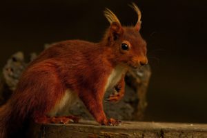 red, Squirrel