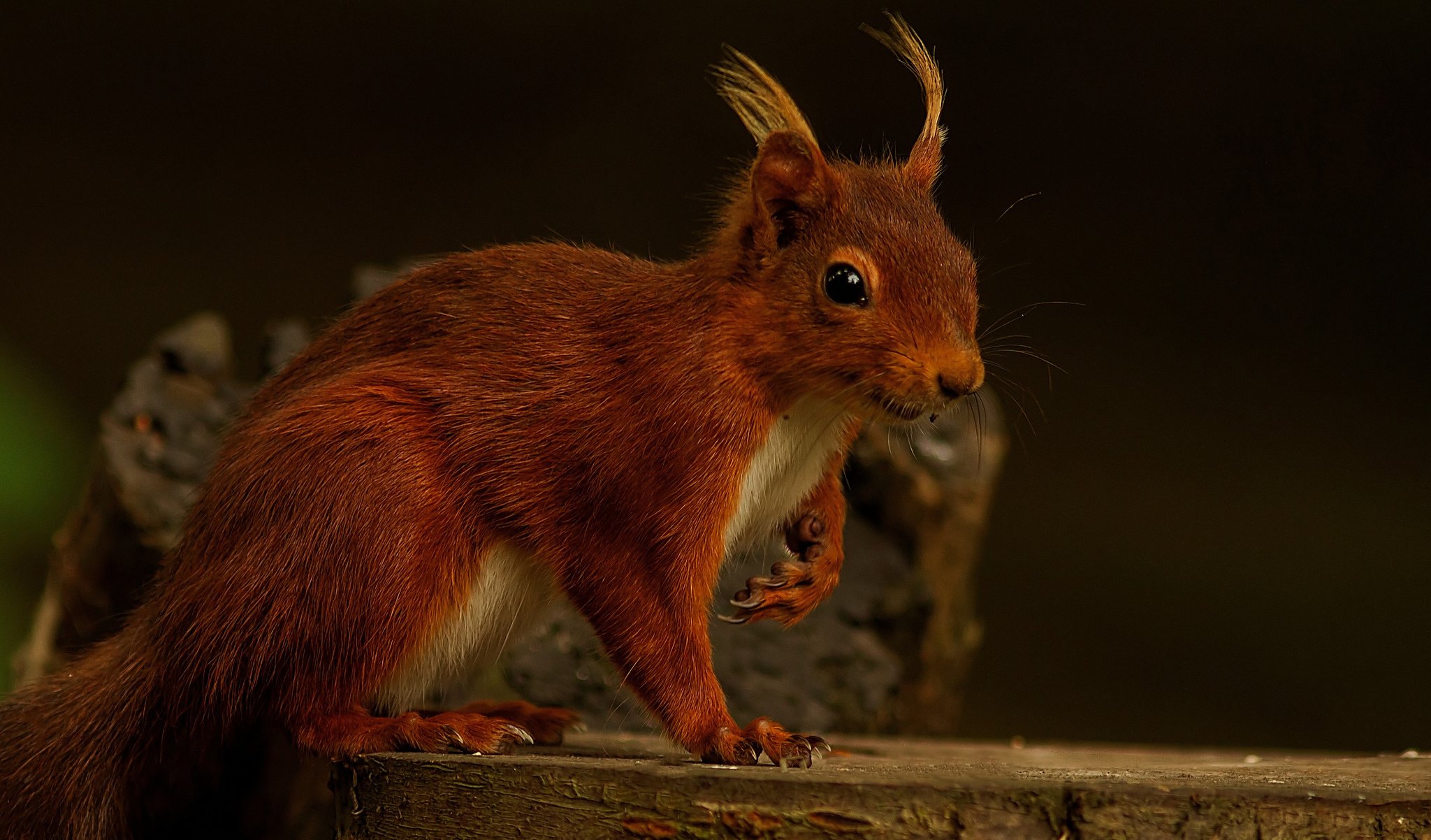 red, Squirrel Wallpaper