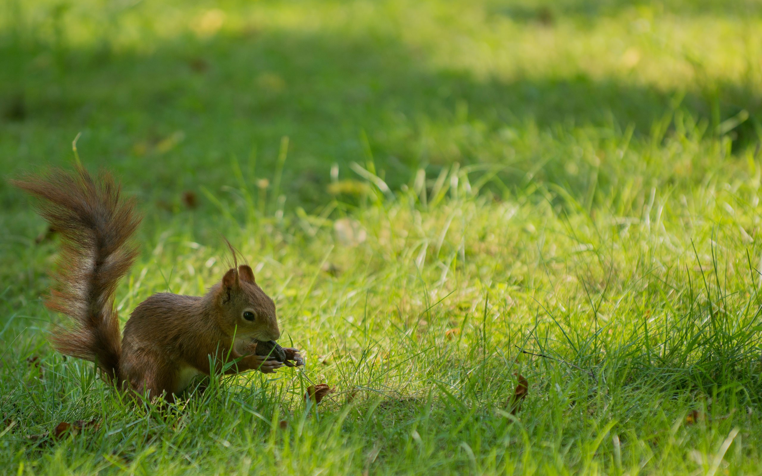 squirrel Wallpaper