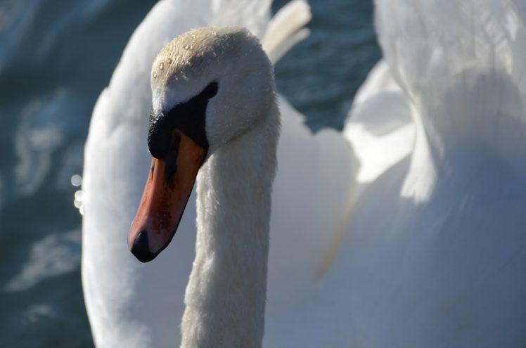 swan, White, Bird, Head, Beak HD Wallpaper Desktop Background