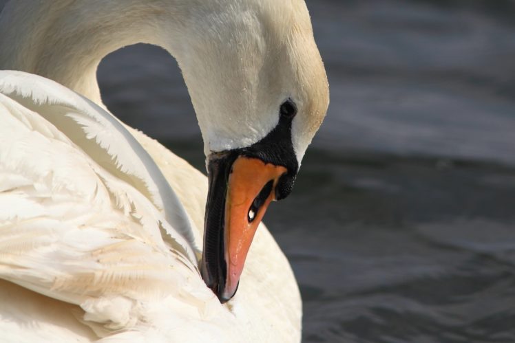 swan, White, Bird, Neck, Profile, Beak, Grace HD Wallpaper Desktop Background