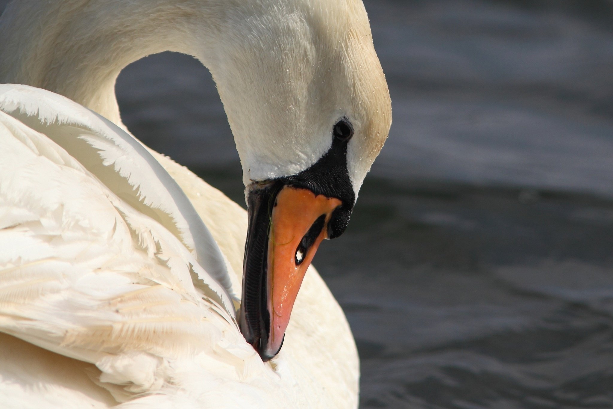 swan, White, Bird, Neck, Profile, Beak, Grace Wallpaper