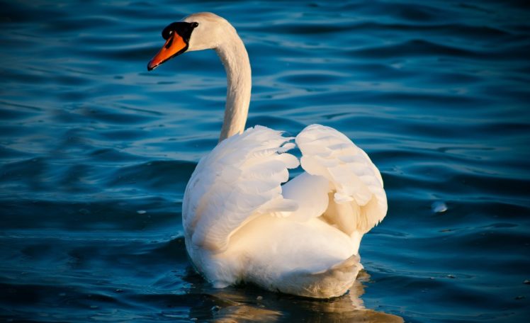 swan, White, Grace, Water, Waves HD Wallpaper Desktop Background