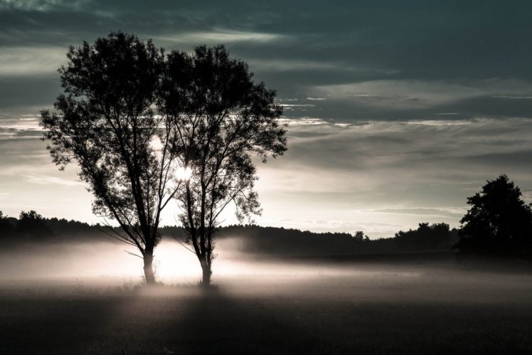trees, Field, Two, Fog, Forest, Sunrise, Sunset HD Wallpaper Desktop Background