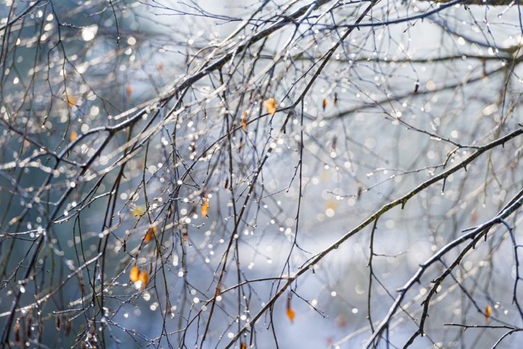 twigs, Leaves, Drops, Glitter, Macro, Autumn, Bokeh HD Wallpaper Desktop Background
