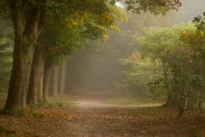 forest, Trees, Shrubs, Path, Fog, Autumn
