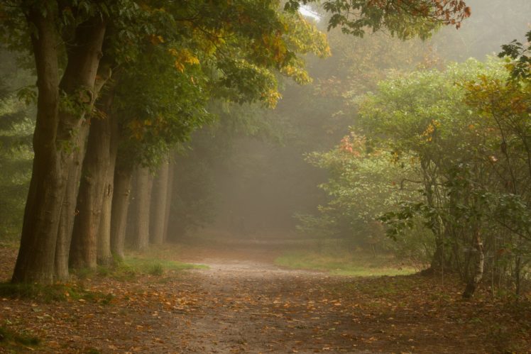forest, Trees, Shrubs, Path, Fog, Autumn HD Wallpaper Desktop Background