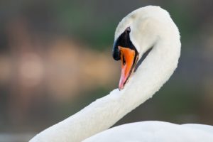 animals, Swans, White, Swan