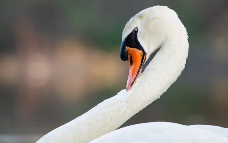animals, Swans, White, Swan HD Wallpaper Desktop Background