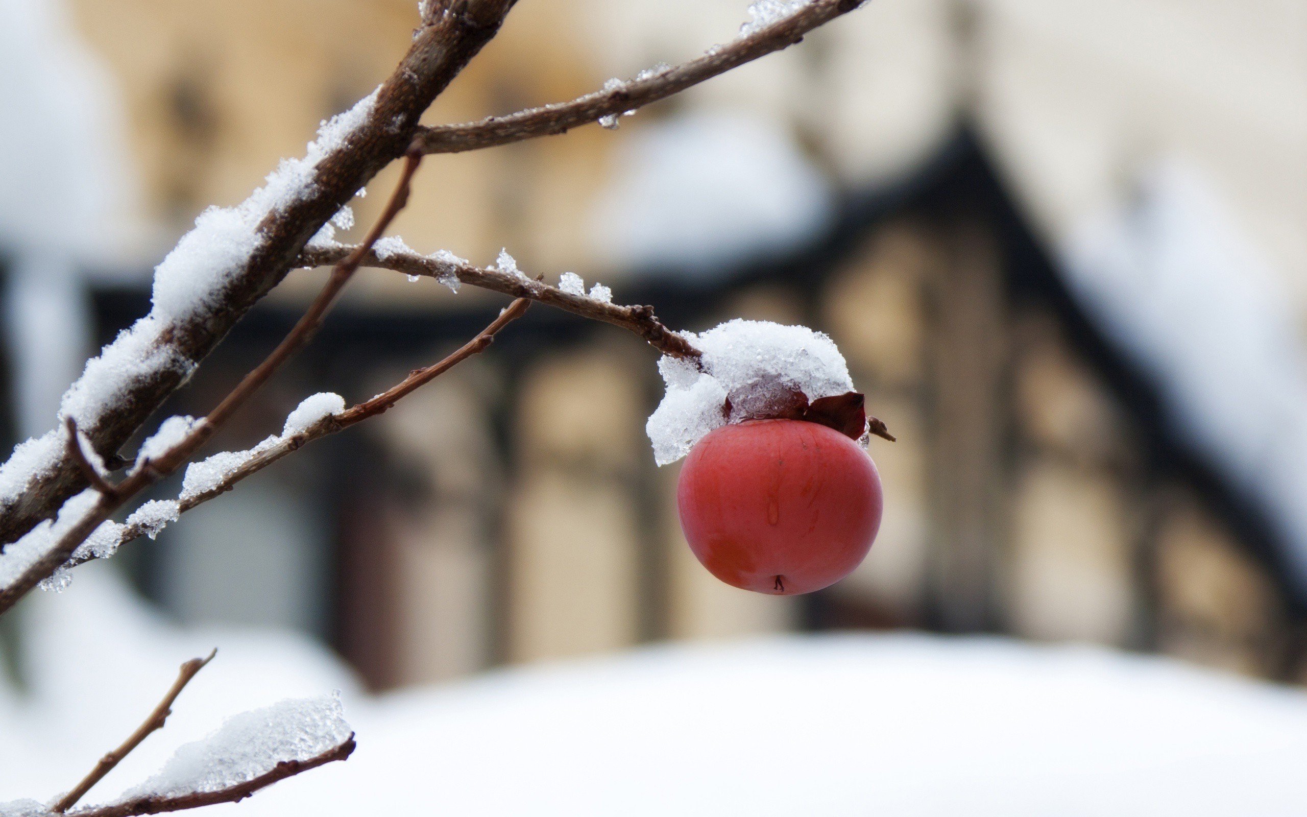 grapefruits Wallpaper