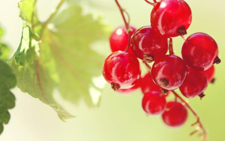 nature, Fruits, Cherries HD Wallpaper Desktop Background