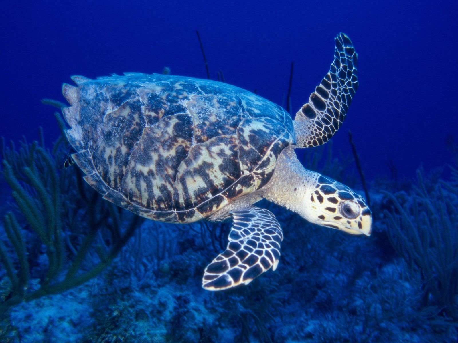 sea, Turtles Wallpaper