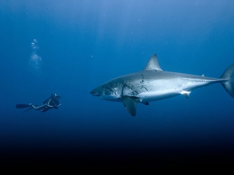sharks, Underwater HD Wallpaper Desktop Background