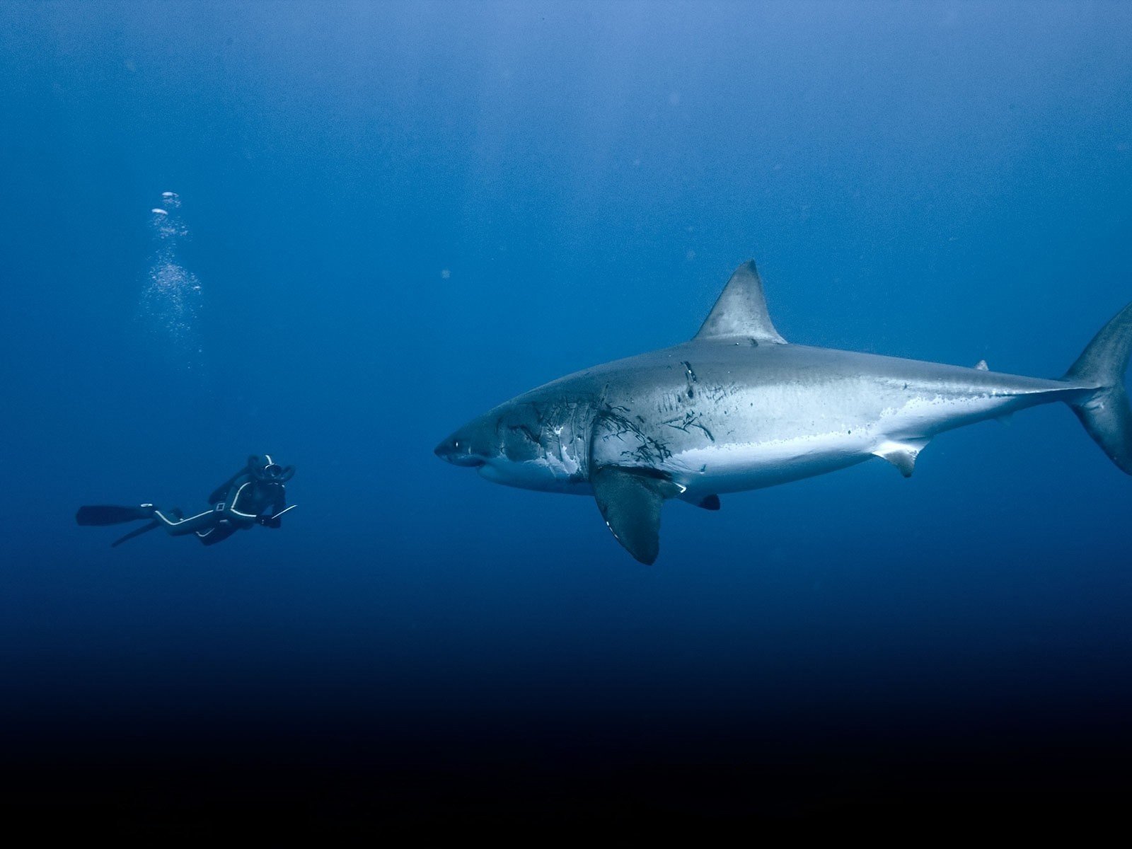 sharks, Underwater Wallpaper