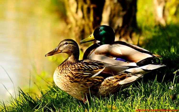 birds, Ducks, Mallard HD Wallpaper Desktop Background