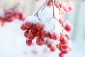 frozen, Berries