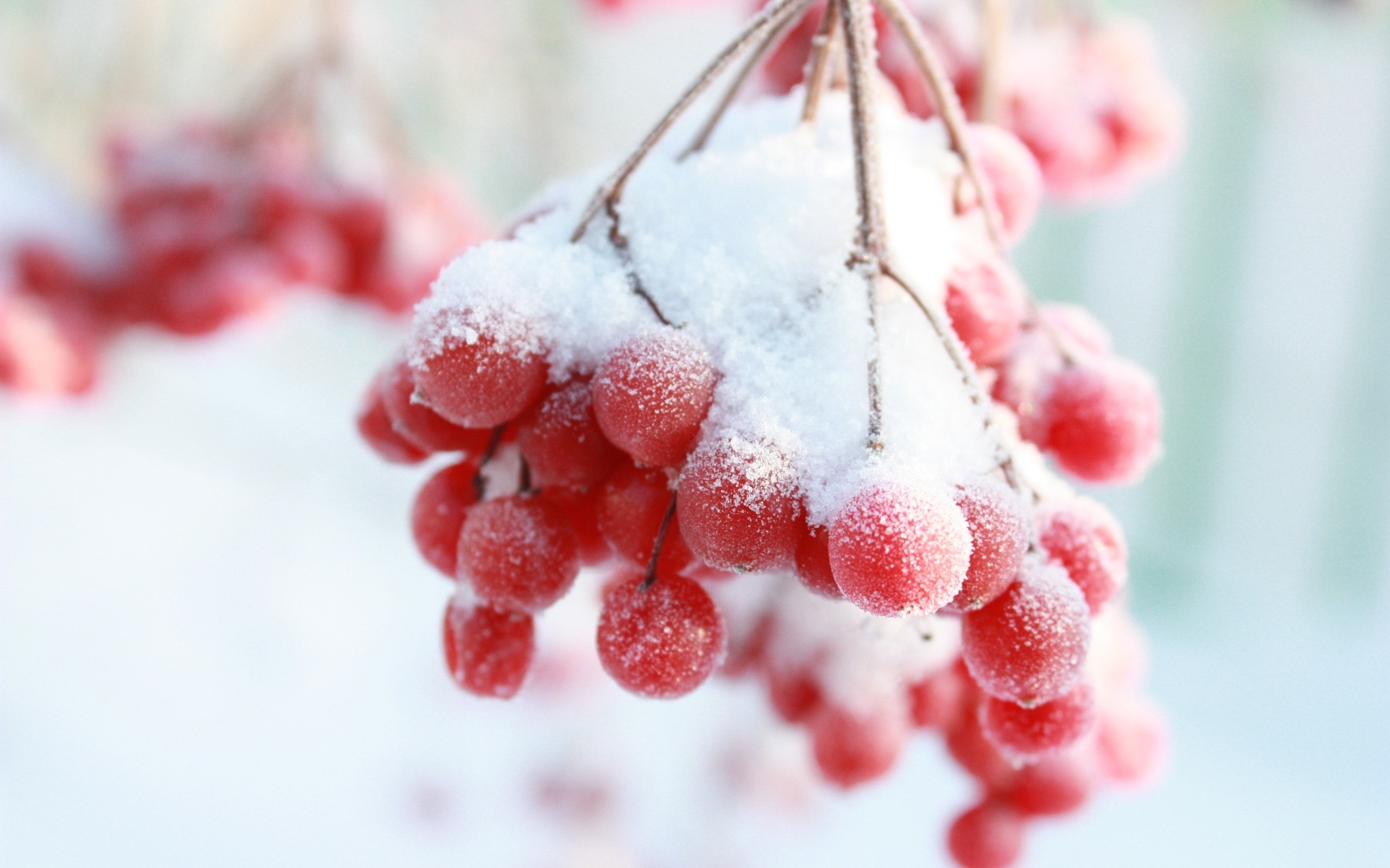 frozen, Berries Wallpaper