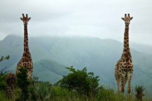 giraffe, Landscapes