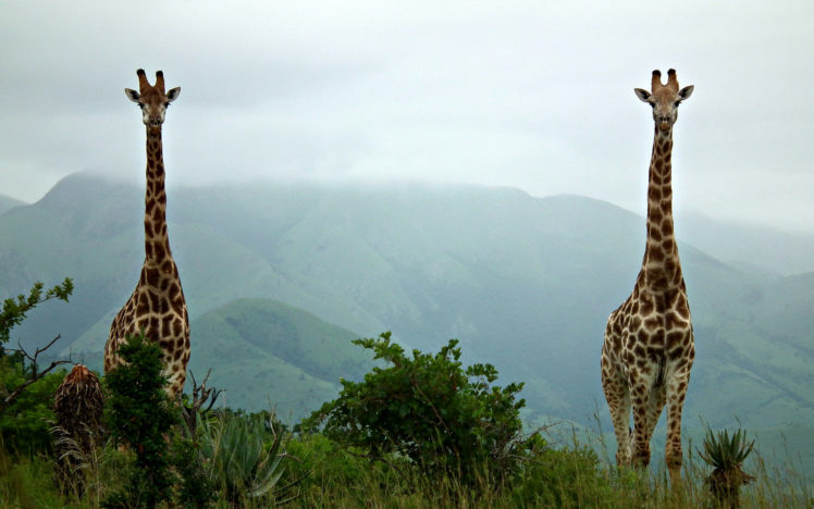 giraffe, Landscapes HD Wallpaper Desktop Background