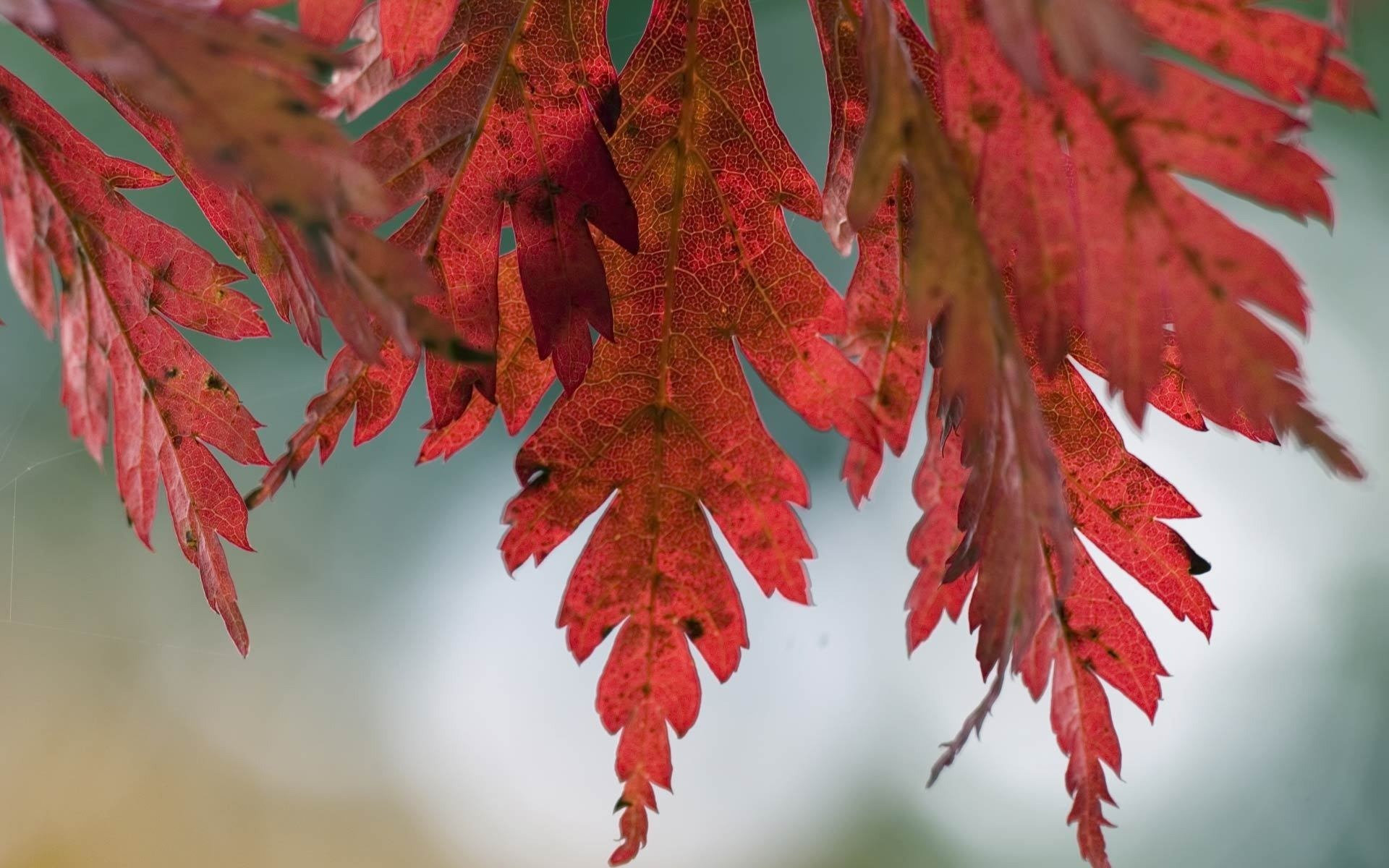 autumn, Leaves Wallpaper