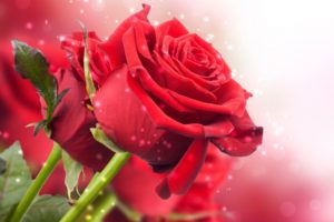 flowers, Roses, Love, Romance