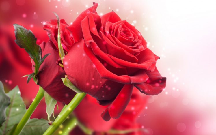 flowers, Roses, Love, Romance Wallpapers HD / Desktop and Mobile Backgrounds