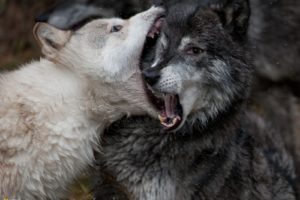 fighting, Animals, National, Geographic, Open, Mouth, Wolves