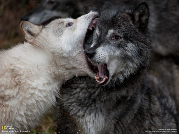 fighting, Animals, National, Geographic, Open, Mouth, Wolves HD Wallpaper Desktop Background