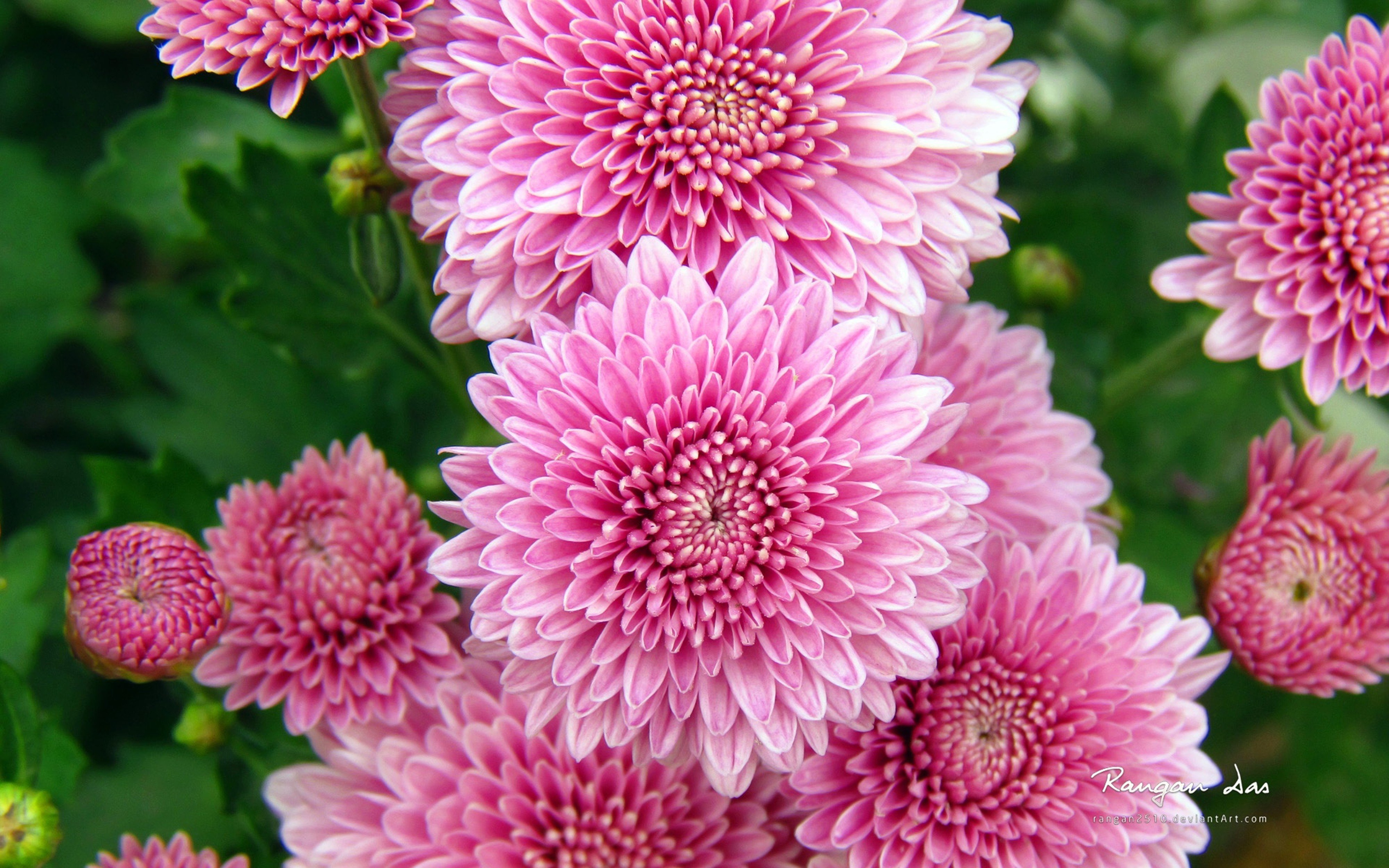 chrysanthemum, Flowers, 4000x2500 Wallpaper