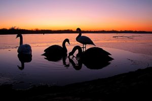birds, Animals, Silhouettes, Swans, Lakes
