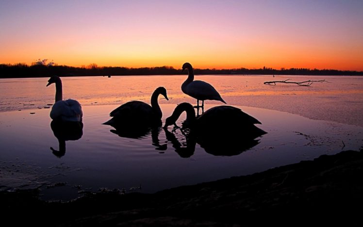 birds, Animals, Silhouettes, Swans, Lakes HD Wallpaper Desktop Background