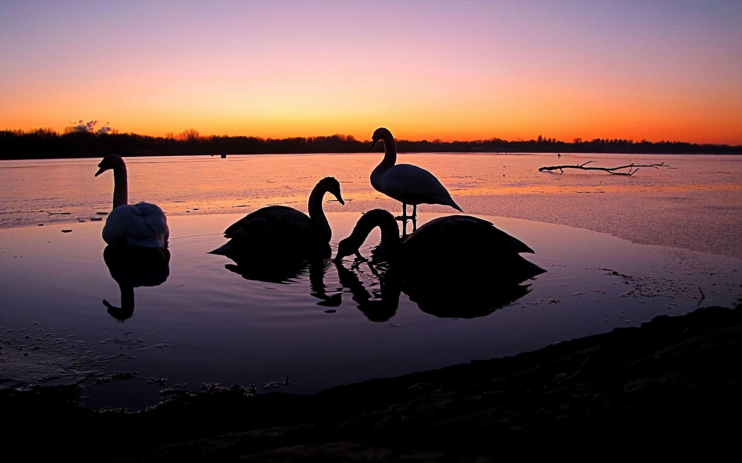 birds, Animals, Silhouettes, Swans, Lakes Wallpaper