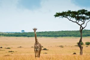animals, Lonely, Giraffes