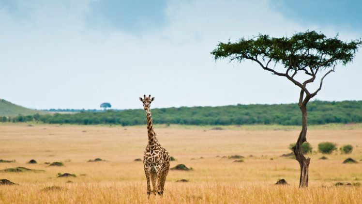 animals, Lonely, Giraffes HD Wallpaper Desktop Background