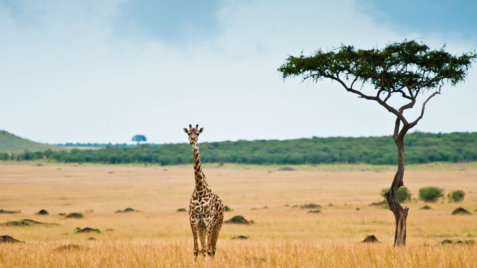 animals, Lonely, Giraffes Wallpaper
