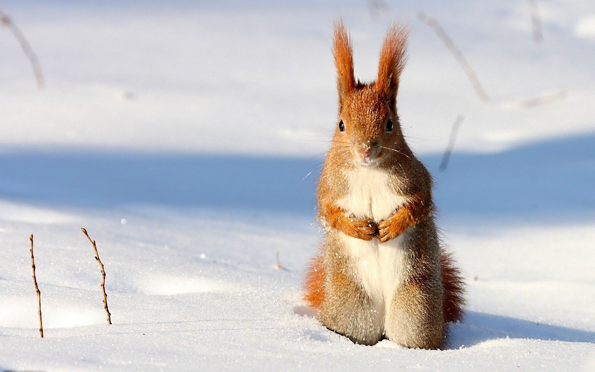 animals, Squirrels Wallpaper