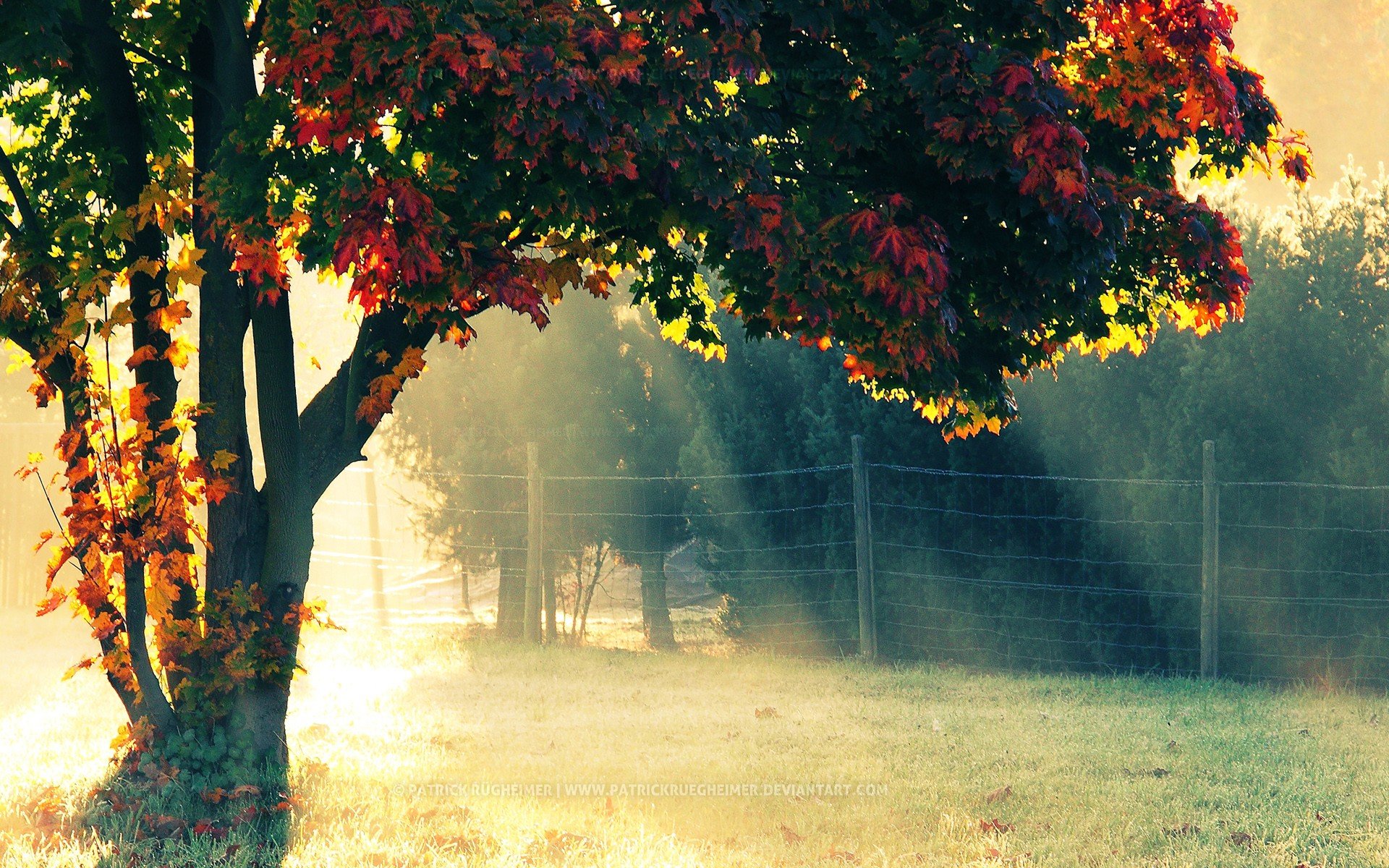 nature, Sun, Trees, Autumn, Morning Wallpaper