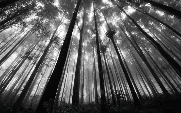 nature, Forests, Grayscale, Monochrome HD Wallpaper Desktop Background