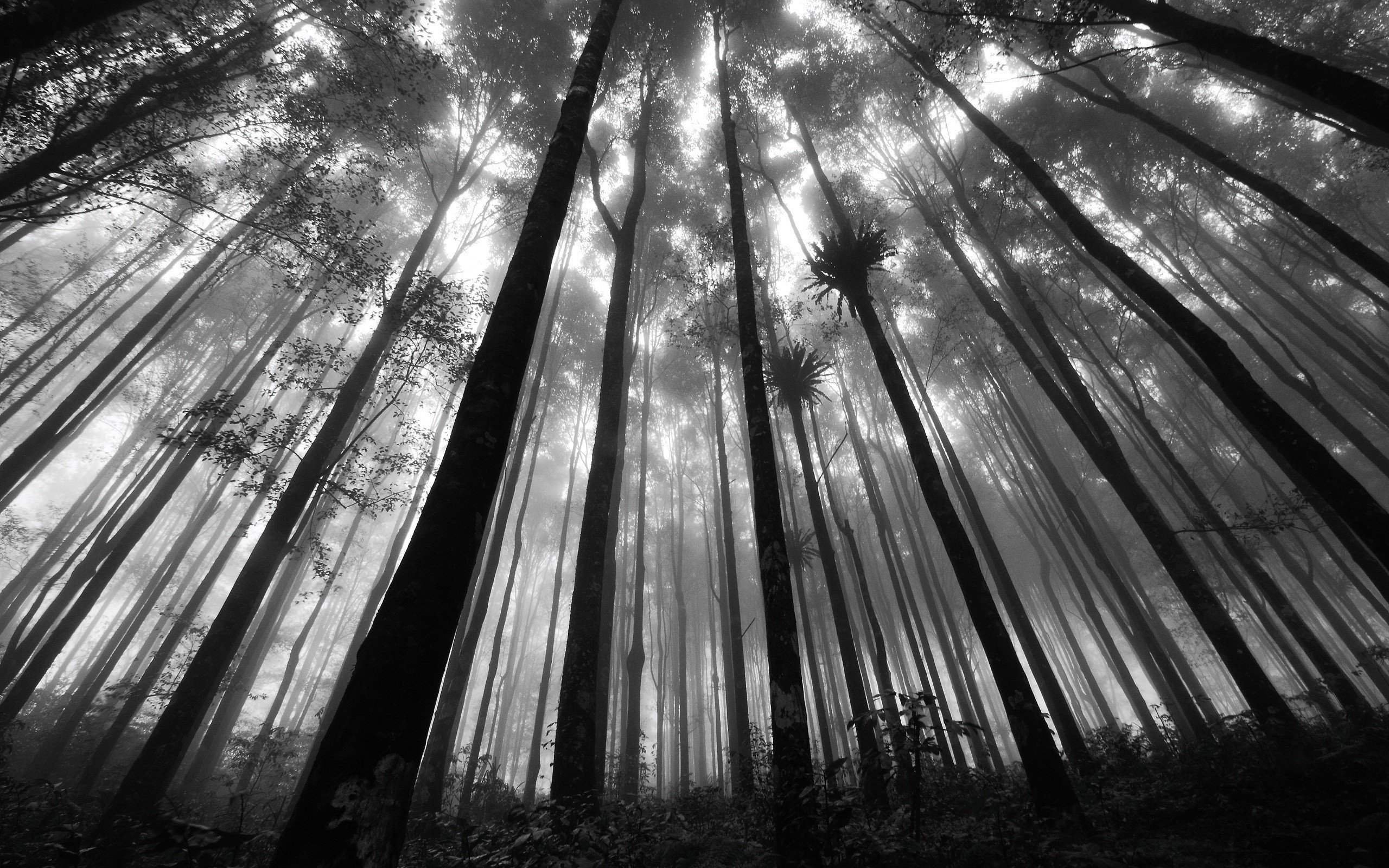 nature, Forests, Grayscale, Monochrome Wallpaper