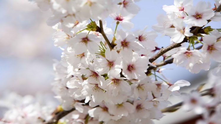 japan, Cherry, Blossoms, Tokyo HD Wallpaper Desktop Background