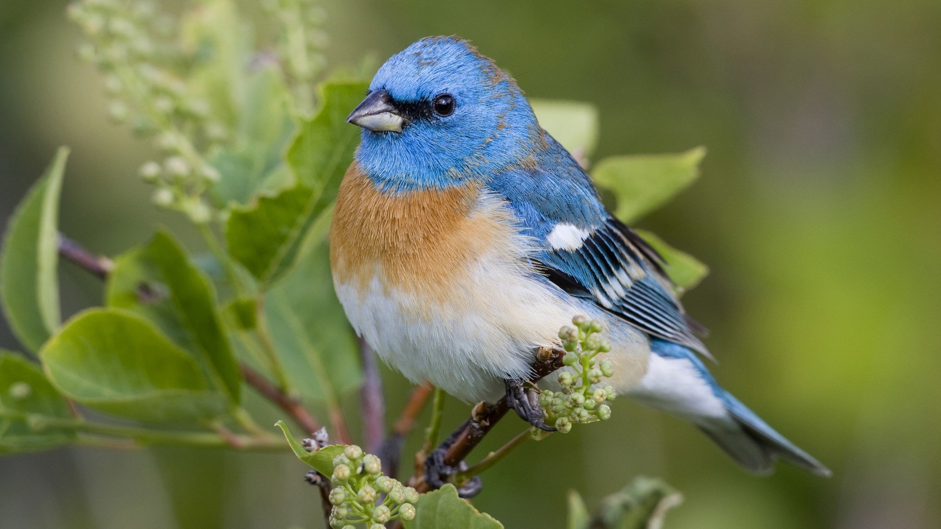 nature, Birds, Leaves, Plants, Macro, Depth, Of, Field, Lazuli, Bunting Wallpaper